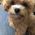 里親募集しています。