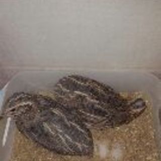 ウズラのつがい（オス、メス　ペア）