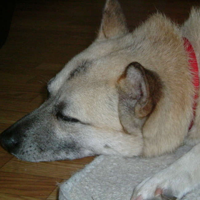 やそっちのカバー写真