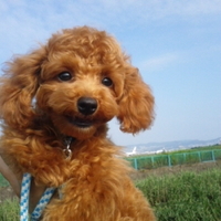 心愛（ここあ）