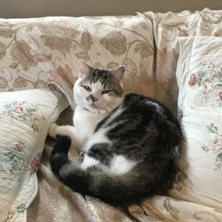 里親募集 はな 4才 オス 去勢済み