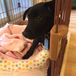 仔犬 黒 ミックス