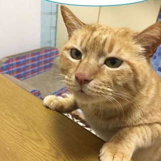 ダンディーな茶トラのモモタローさん 里親様募集中