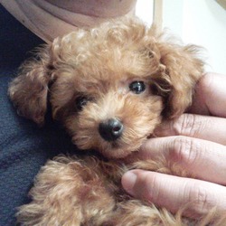 「心愛らぶらぶ♡」サムネイル2