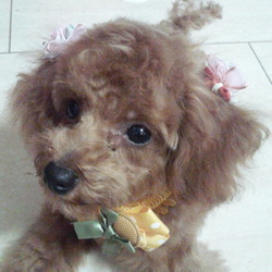 「心愛らぶらぶ♡」サムネイル3