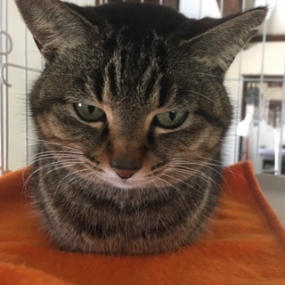 つぶらな瞳の人懐こいキジトラ猫