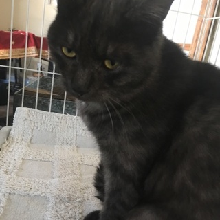 感情豊かな愉快な猫