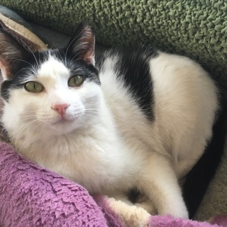 かわいいけれど芯が強いハチワレ猫