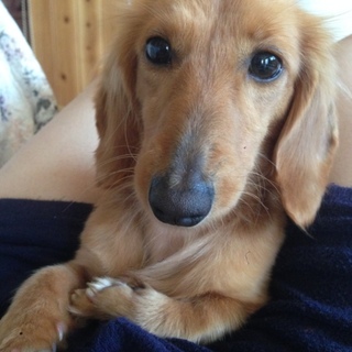 ☆ミニチュアダックスフント♀4歳☆