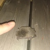 コウモリいた