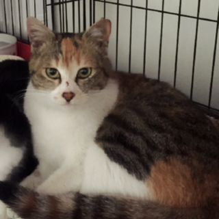 三毛猫♀生後9ヶ月