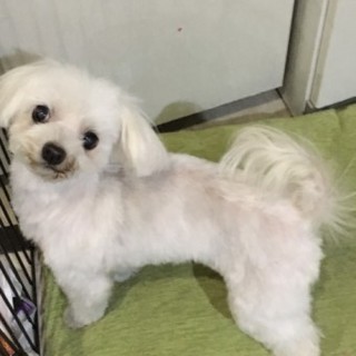 マルチーズのカールちゃん