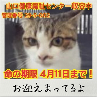 ボランティアさんにレスキューされました