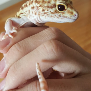 レッドアイジャイアントヒョウモントカゲモドキ