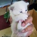 ふわふわの子猫ちゃん