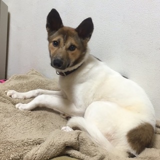 超大人しい男の子 生後8ヶ月 チビ4 愛知県