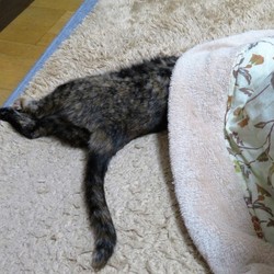 「ワクチンが？！」サムネイル1