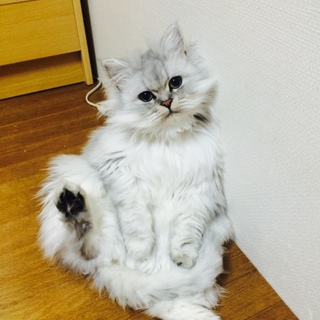 ほわほわの可愛いにゃんこ(๑>◡<๑)