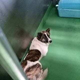 【感謝】保護主様へ繋がりました！野犬の白ぶちちゃん