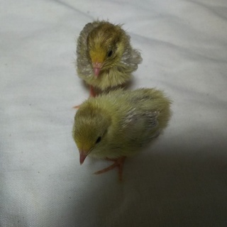 ひめうずらのヒナ８羽の里親募集です