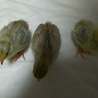 ひめうずらのヒナ８羽の里親募集です サムネイル2