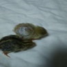 ひめうずらのヒナ８羽の里親募集です サムネイル3