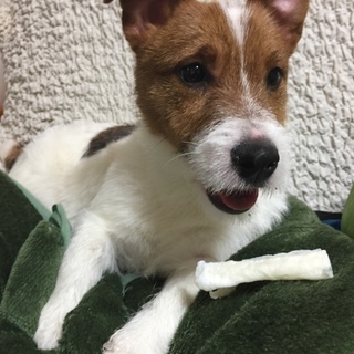 【10ヶ月】ジャックラッセルテリア【男の子】