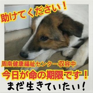 愛護団体さんがレスキューしてくださいました