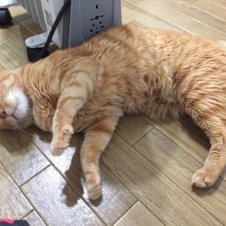 とっても人懐こい茶トラの男の子