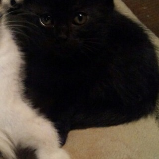 まっくろくろすけのメス