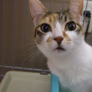 親子で飼われていた3匹の成猫の里親募集