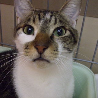 親子で飼われていた3匹の成猫の里親募集