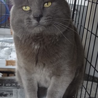 ロシアンブルーくん新しい飼主募集