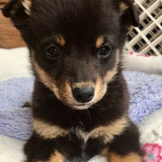 小型犬 広島県が募集対象 子犬 保護犬里親募集情報 7ページ目 ペットのおうち 月間利用者150万人