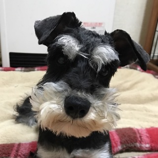 甘えたでヤンチャ男の子♪