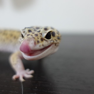 ヒョウモントカゲモドキ