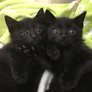 2月25か26日産まれの子猫です