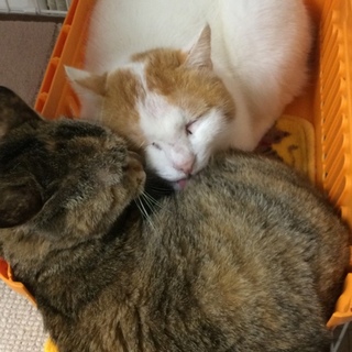 里親募集♡アマンドとデイジー♡動画あります