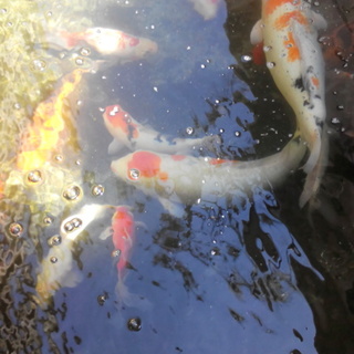 錦鯉3匹