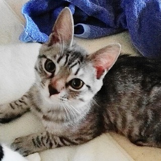 すごくかわいい性格　チャオ君