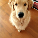 ゴールデンレトリバーのレオの里親募集です。