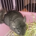 チンチラの里親