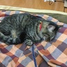 ZZzZ 