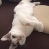 タマネギブーブー