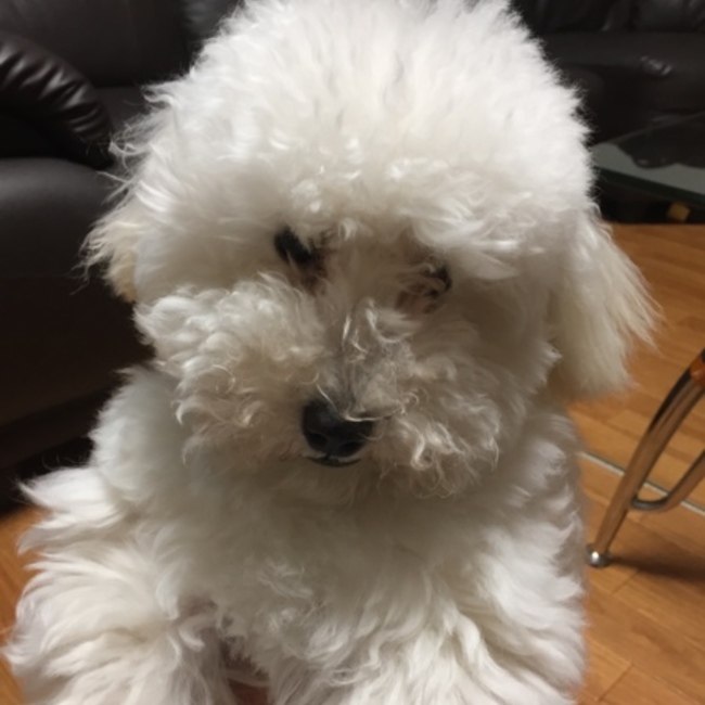 だいごろう7のカバー写真