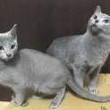 ロシアンブルー 9/30＆12/5生 オス2匹 　