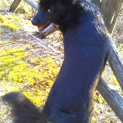 復活！肥満児（？）太郎丸！！