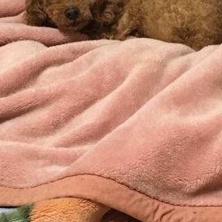 大人しくて可愛いわんちゃんです！