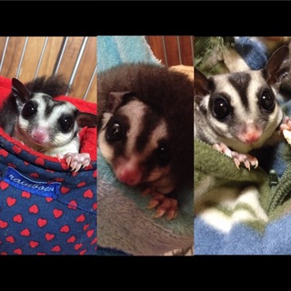 フクロモモンガ3匹(一時受付停止中)