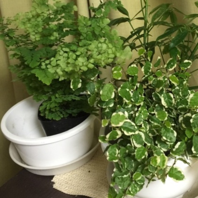 萠春さんのお尻に根っこのはえる部屋のカバー写真